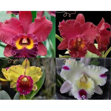 Imagem de Kit 4 Orquídeas Cattleyas Adultas Cores Variadas Bem Formada - Docel@r