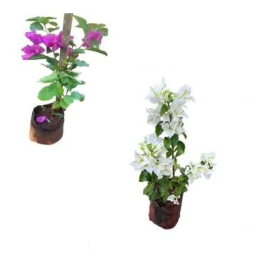 Imagem de Kit Com 2 Mudas De Primavera Bougainvillea - Branca + Roxa - AMK - Jar