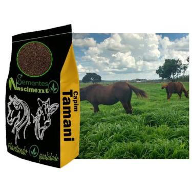 Imagem de 20kg Sementes de capim tamani excelente pastagem para caprinos/equinos