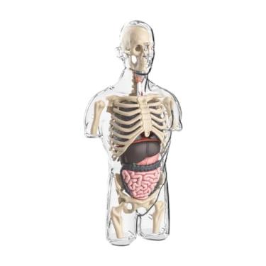 Imagem de Almencla Kits de Modelo de Corpo Humano, Modelo de Torso, órgãos de Partes Do Corpo para Crianças Pré-escolares