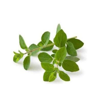 Imagem de 400 Sementes Orégano Ervas Tempero Erva  - SEEDS