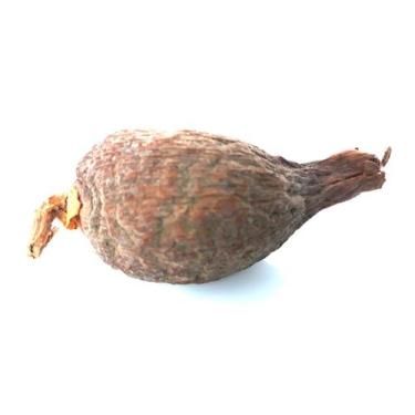 Imagem de Fava de Atare Pimenta da Costa Africana Ritual Umbanda Candomblé Origi