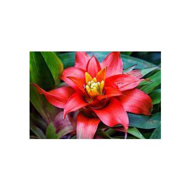 Imagem de Muda de Bromelia Altura 0,40 cm a 0,80 cm - Plantas