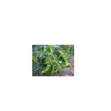 Imagem de Feijão Guandu Super N - 1KG de Sementes - Pastagens/Adubação Verde