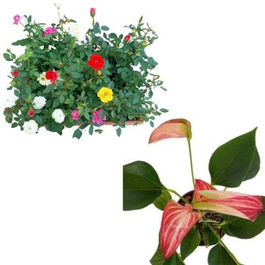 Imagem de Kit 3 Mudas Mini Rosas Planta De Sol + Mini Antúrio Livium