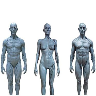 Imagem de EHVYBDX Modelo Anatômico de Esqueleto Humano - Modelo de Figura de Anatomia Humana de 30 cm - Anatomia Crânio Escultura Corpo Muscular Kit de Estudo de Modelo Humano Referência de Artesanato para