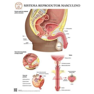 Imagem de Pôster Anatomia do Sistema Reprodutor Masculino - Body Scientific