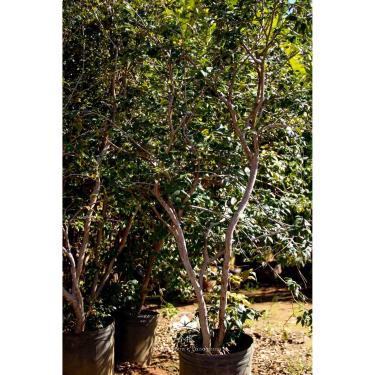 Imagem de Muda Jabuticaba Olho de Boi (Em Ciclo Produtivo)