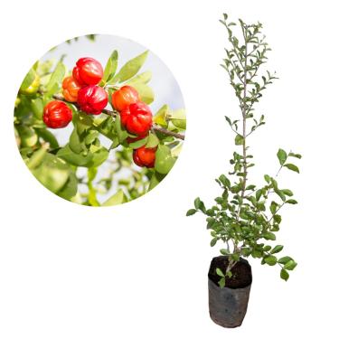 Imagem de Muda De Acerola Super Doce Gigante - Produz Rápido