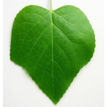 Imagem de Cordão de Folhagem Artificial 2m 4m 6m 8m 10m 12m de Folhas Hera Verde – Decoração Natural e Elegante para Ambientes (Hera,12 metros)