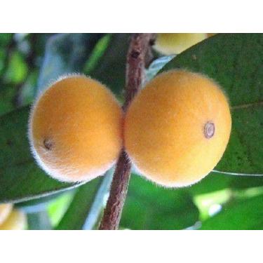 Imagem de Muda De Cabeludinha (jabuticaba Amarela) Variededade Precoce - Mudas H
