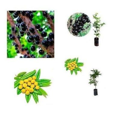 Imagem de Kit 2 Mudas - 1 Cabeludinha E 1 Jabuticaba Híbrida - Mudas Herculandia