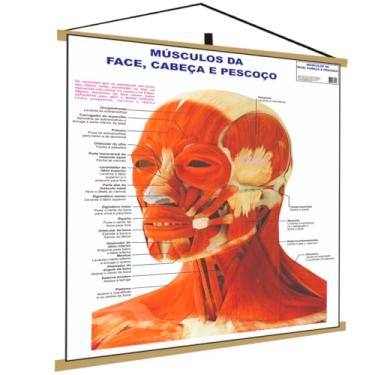 Imagem de Músculos da Face Banner Poster Mapa Corpo Humano Anatomia Medicina
