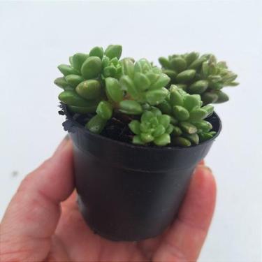 Imagem de Sedum Little Gem - Muda de Suculenta em Vaso 06 - Garden Viveiro Espaç