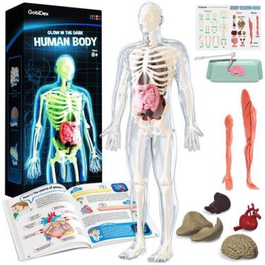 Imagem de Modelo de Anatomia GobideX - Esqueleto Humano (40 Peças) - 8+ Anos