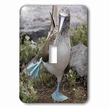 Imagem de 3dRose lsp_86141_1 Equador Ilhas Galápagos Booby Sa07 Cmi0902 Cindy Miller Hopkins Interruptor de botão único