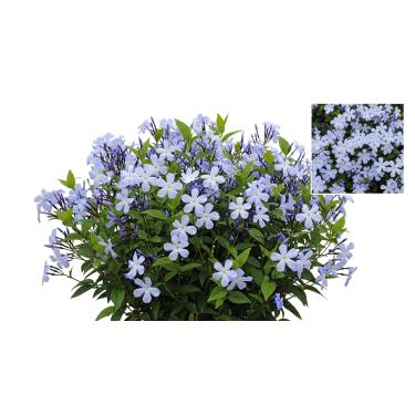 Imagem de 50 Sementes Jasmim Azul – Flores Exóticas Aromáticas para Jardim e Vasos