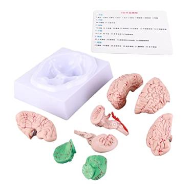 Imagem de Modelo Cerebral para Crianças, Molde Educacional de Anatomia do Cérebro Humano Com Cartão de Estudo, Material de PVC, Uso Em Casa Escola