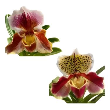 Imagem de Kit 2 Orquideas Paphiopedilum Big Brown + Winston Churchill Sapatinho