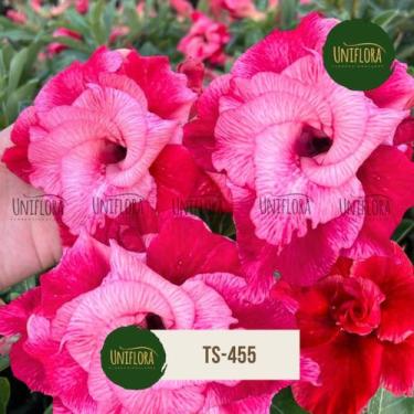 Imagem de Rosa do deserto flor Vermelha Dobrada Gigante TS-455 - UNIFLORA