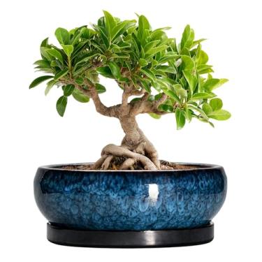 Imagem de EPFamily Vasos de bonsai de cerâmica, vaso de 20 cm com orifícios de drenagem e pires, azul