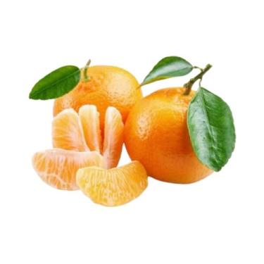 Imagem de Muda Frutífera de Tangerina Satsuma Okitsu (Sem Semente) Enxertada - A