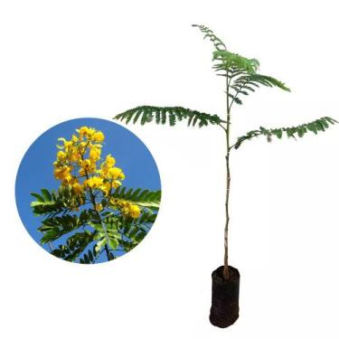 Imagem de Muda de Canafistula 20 a 40cm AMK - Plantas Online - AMK Jardinagem e 