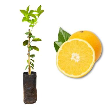 Imagem de Muda de Laranja Natal Enxertada - Rápida Produção - Produz em Vasos