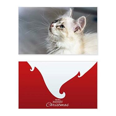 Imagem de White Pet Cat Animal Profile Cute Stare Holiday Holiday Merry Christmas Congrats Card Christmas Letter Message
