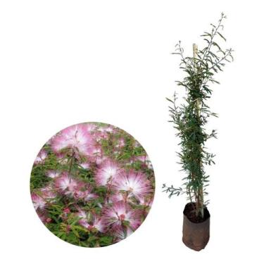 Imagem de Muda De Caliandra Rosa - AMK - Jardinagem e Paisagismo