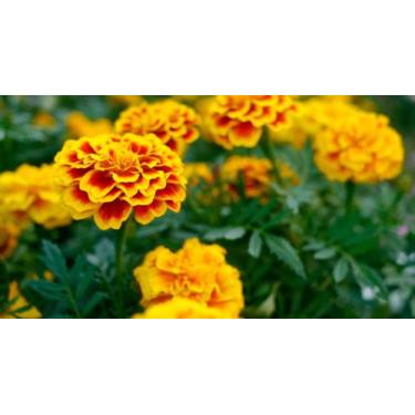 Imagem de 50 Sementes De Tagetes Africano Gigante Sortido - SEEDS