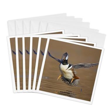 Imagem de 3dRose Cartões comemorativos Washington Merganser Bird Gary Luhm com capuz, 15,24 x 15,24 cm, conjunto de 6 (gc_95626_1)