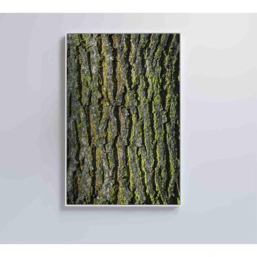 Imagem de Quadro Tronco árvore 40x60 Cm Vidro Impresso