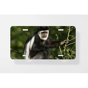 Imagem de Capa para placa de carro Little Colobus Macaco sentado em uma árvore – Capa para placa de carro – Capa para placa de carro 15,24 x 30,48 cm