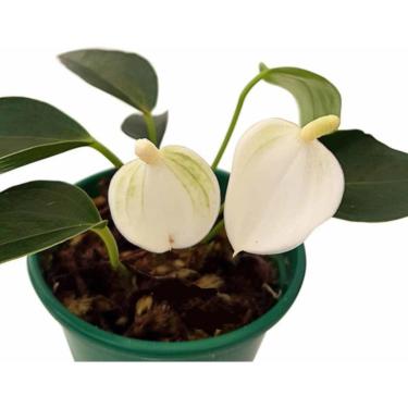 Imagem de Mini Antúrio Alba Muda Jovem Florida Planta Natural Com Vaso