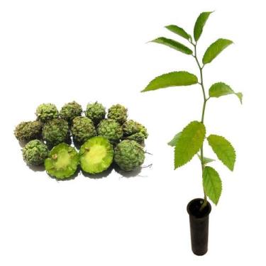 Imagem de Muda de Taiúva 20 a 40cm AMK - Plantas Online - AMK Jardinagem e Paisa