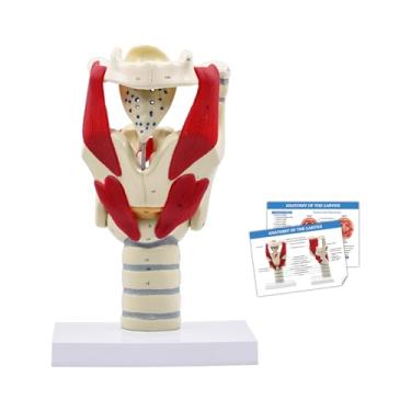 Imagem de JNMFTD Modelo laríngeo 3X