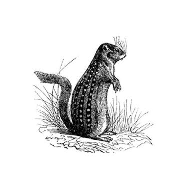 Imagem de e.x.o.b.o | Notizbücher: Umfangreiches und exotisches Blanko-Journal mit einzigartiger Vintage-Handzeichnung (Erdhörnchen)