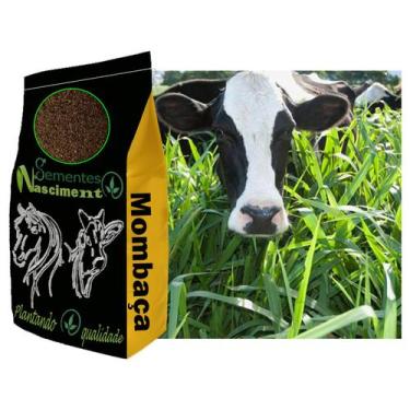 Imagem de 10kg sementes de capim mombaça pastagem excelente resistente - Semente