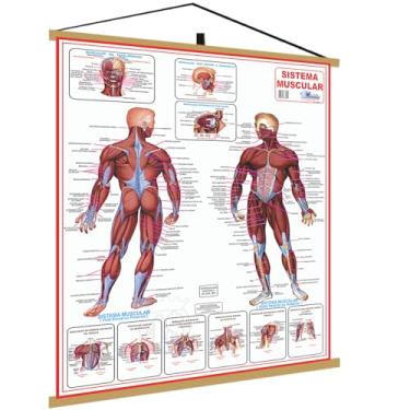 Imagem de Banner sistema Muscular do COrpo Humano Mapa Poster Médicina Musculos Massagem Quiropraxia