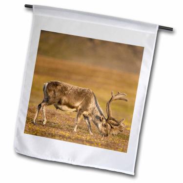 Imagem de 3dRose fl_189175_1 Bandeira da Noruega, Svalbard, Spitsbergen. Forragem de rena Svalbard na bandeira de jardim Tundra, 30 x 45 cm