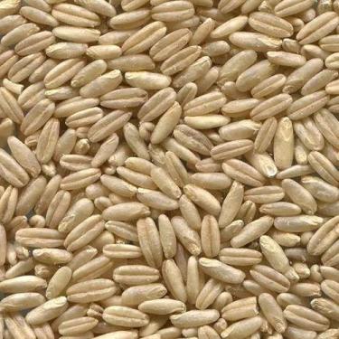 Imagem de Aveia Sem Casca 5 Kg - VETMOC