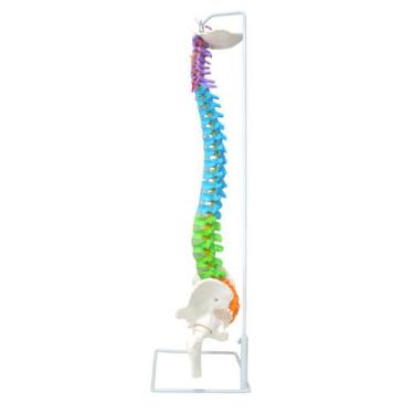 Imagem de Modelo Anatômico da Coluna Vertebral com Pélvis, Flexível, Colorido, e