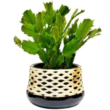 Imagem de Vaso Cachepot de Mesa Decorativo Cerâmica Planta Suculenta - Cachepote