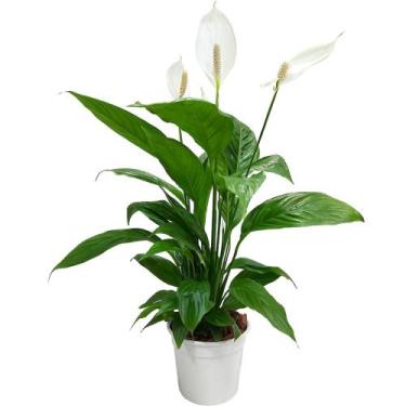 Imagem de Lírio da paz planta natural lindíssima adulta - Green house bonsai 