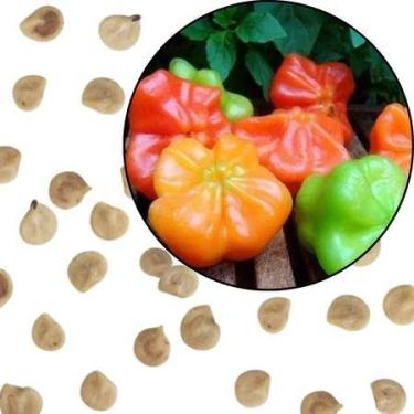 Imagem de Sementes S83 Pimenta Cambuci Chapéu de Bispo O Sabor Suave e Adocicado