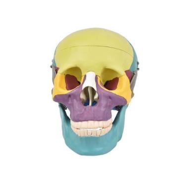 Imagem de Crânio Humano Colorido c/ Mandíbula Móvel e Dentes Extraíveis em 6 Par