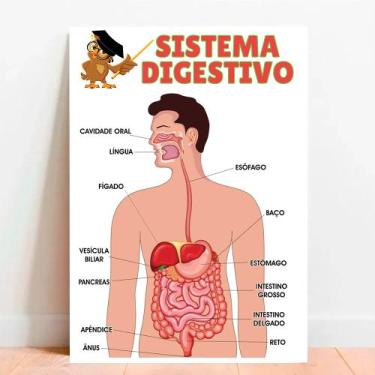 Imagem de Placa Educacional Sistema Digestivo - TACOLADO PAPEL DE PAREDE, 15x21c