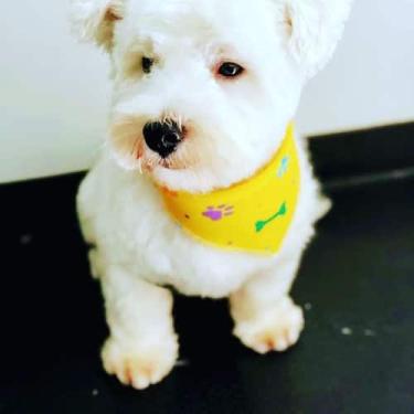 Imagem de 100 bandanas pet P - Drika pets acessórios , P