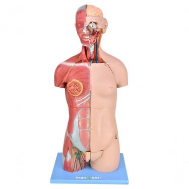 Imagem de Torso Bissexual Muscular Luxo De 85cm C/ Órgãos Interno